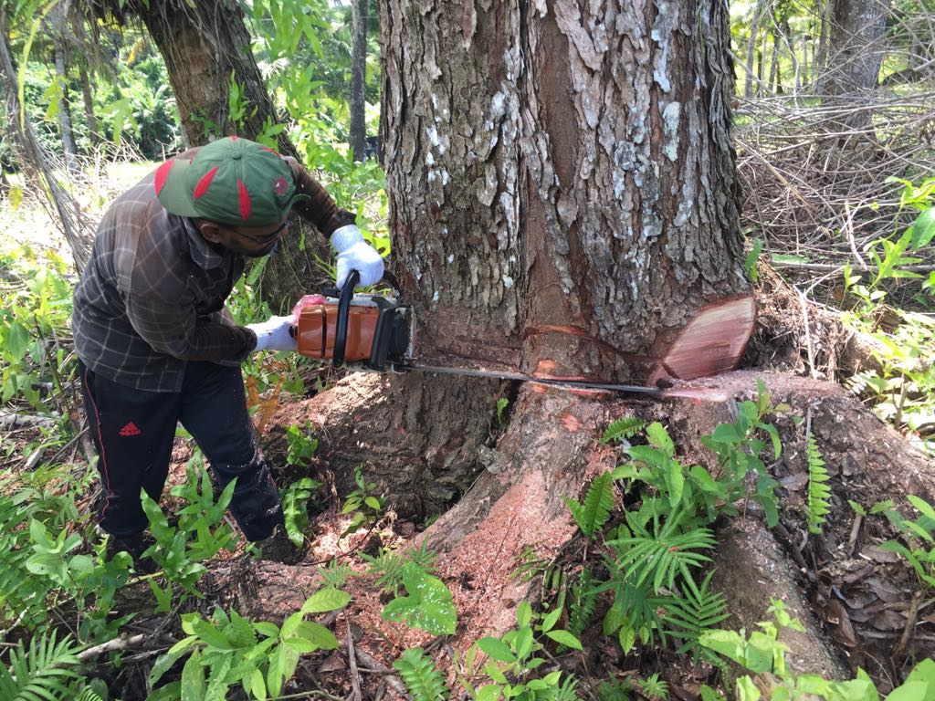 Palauan iron woods for Tebang storyboards ! - Tebang Woodcarving Shop ...